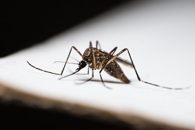 Aedes Albopictus posé sur une table
