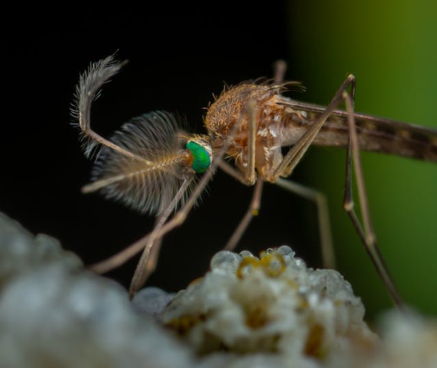 Gros plan d'un moustique mâle Culex pipiens