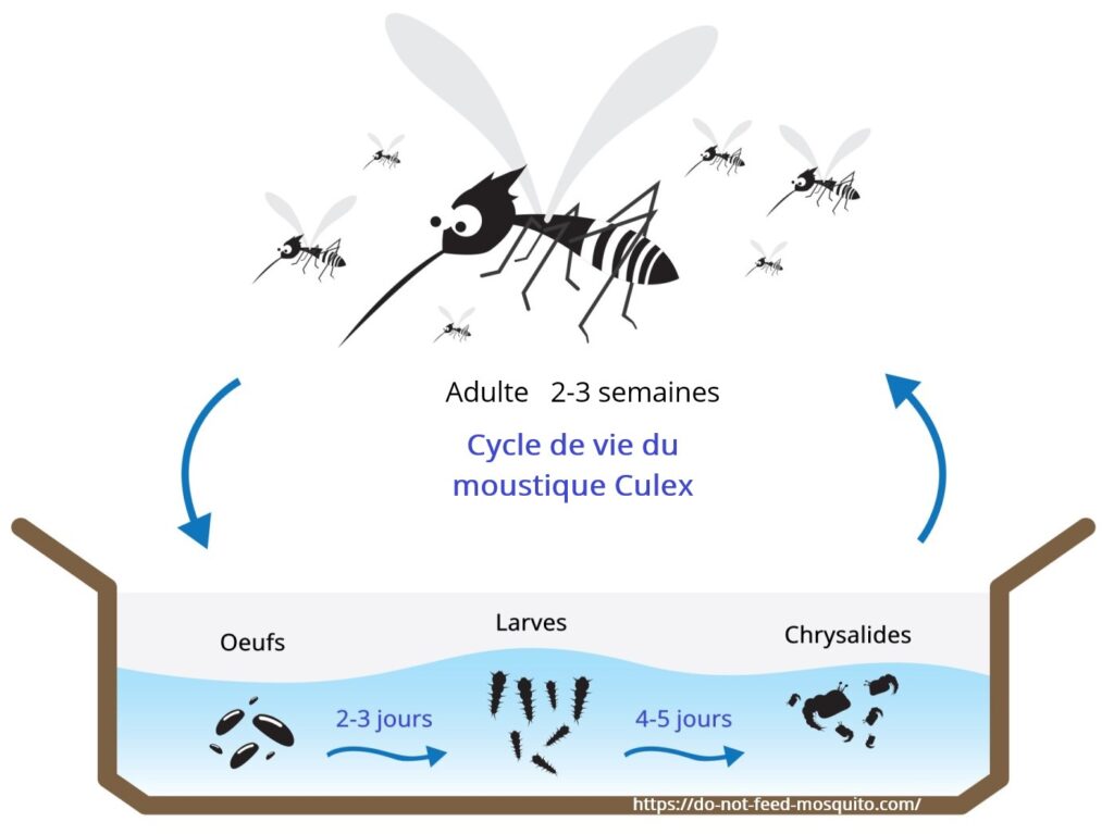 Cycle de vie du moustique Culex